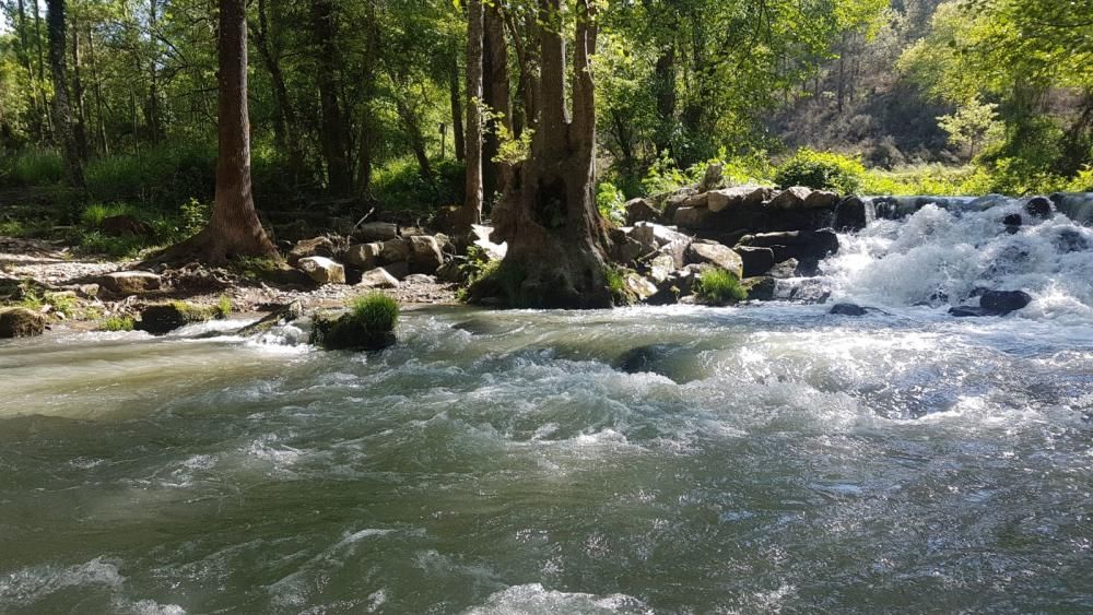 Contaminación en el río Támega en Verín