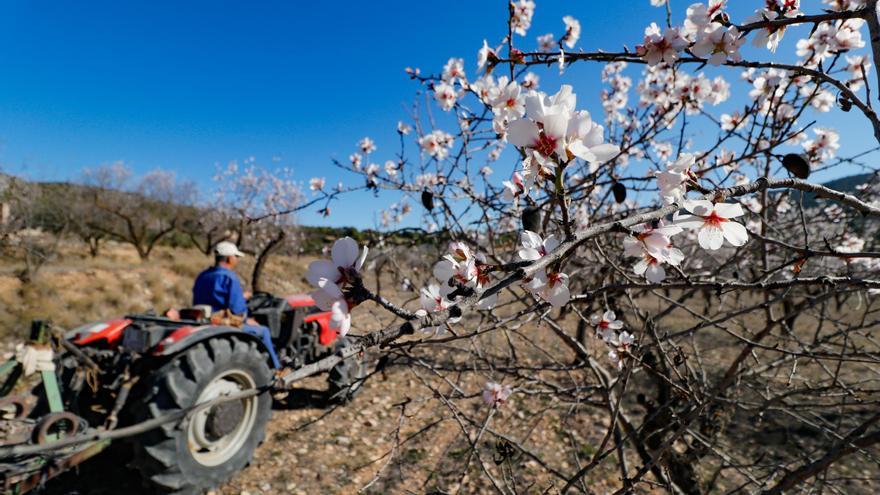 Fracasan las negociaciones entre La Unió y las grandes turroneras sobre el precio de la almendra