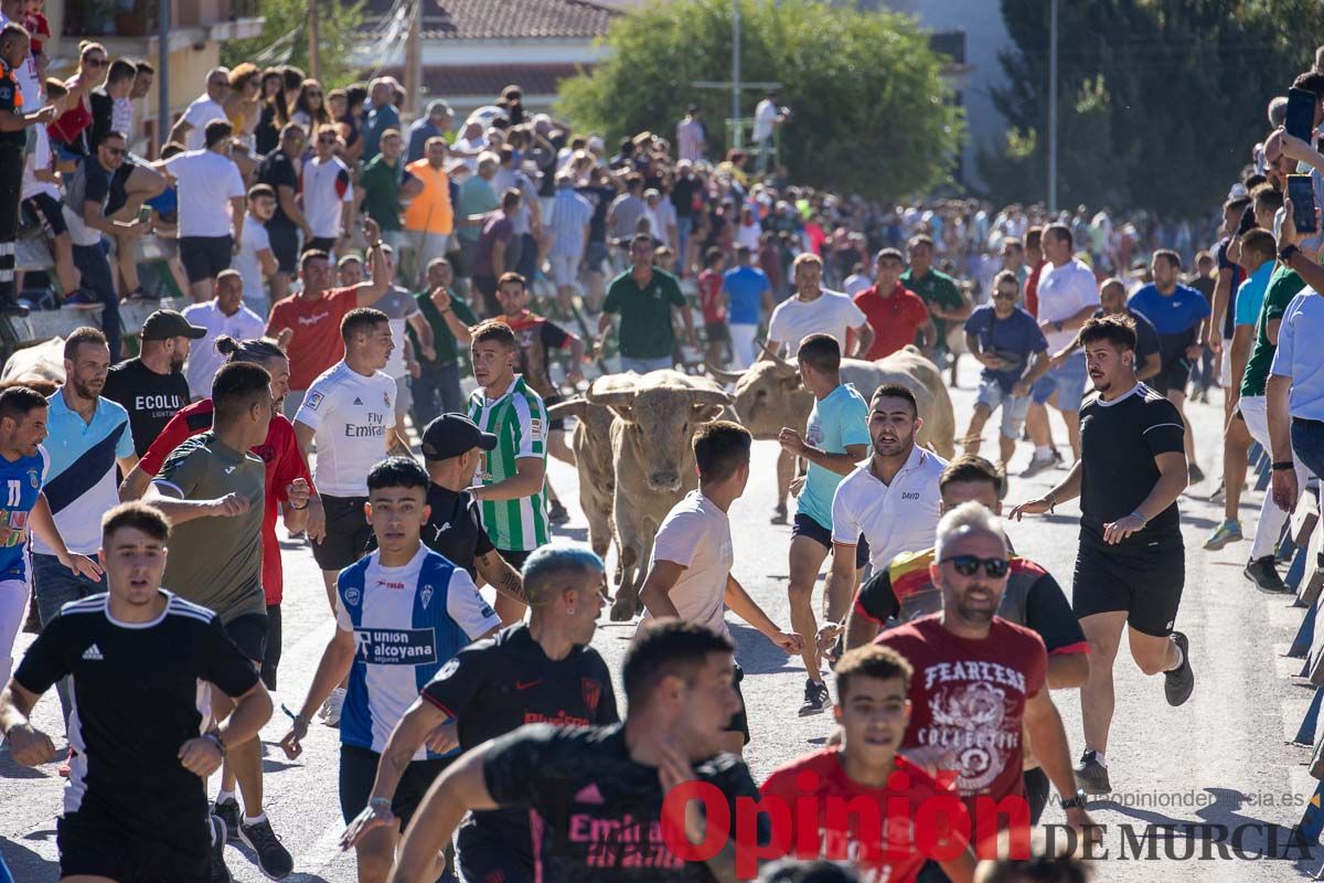 Quinto encierro de la Feria del Arroz de Calasparra