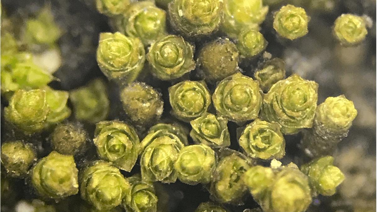 El Pseudocrossidium atacamense, hallado en el desierto de Atacama, capta agua de la niebla y sobrevive en condiciones extremas de sequía