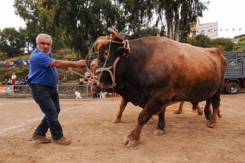 Feria de ganado, concurso de arrastre y trasquilada