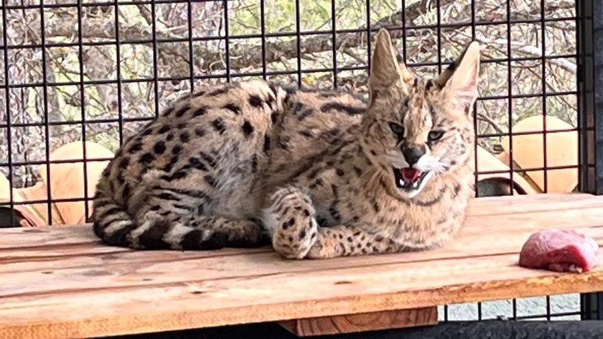 La serval Kylie a su llegada a AAP Primadomus en Villena.