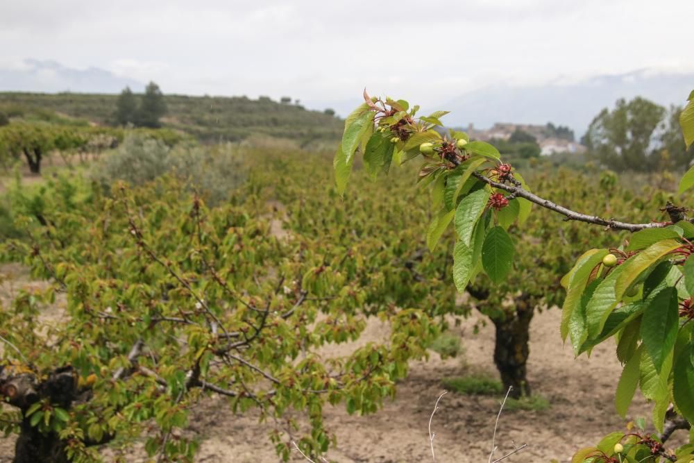 La recolección de la cosecha de cerezas peligra en las comarcas de la montaña de Alicante por la falta de temporeros y la merma de la producción
