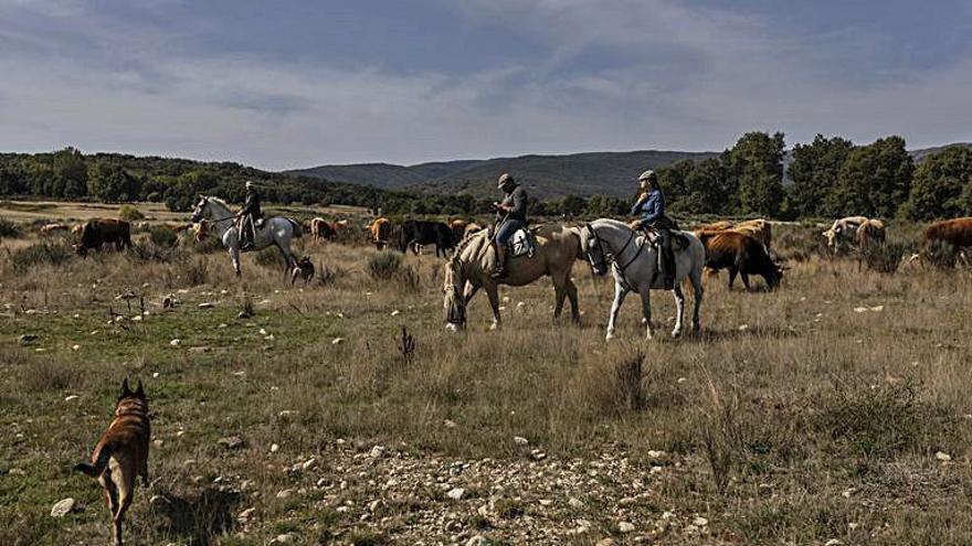 Traslado del ganado por la pradera de Quintana. |