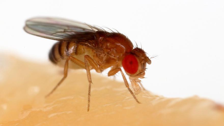 ¿Interpretan las moscas macho de la fruta canciones para ‘enamorar’ a las hembras?