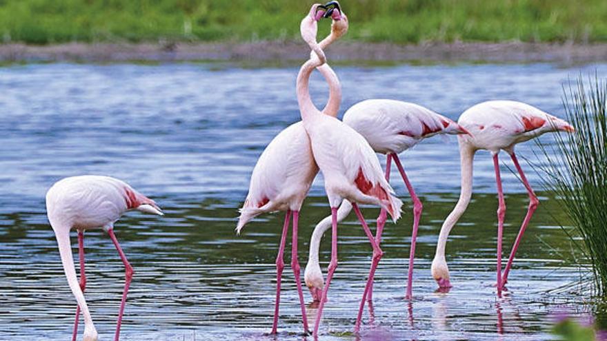 Premian una foto de flamencos en Fuente de Piedra