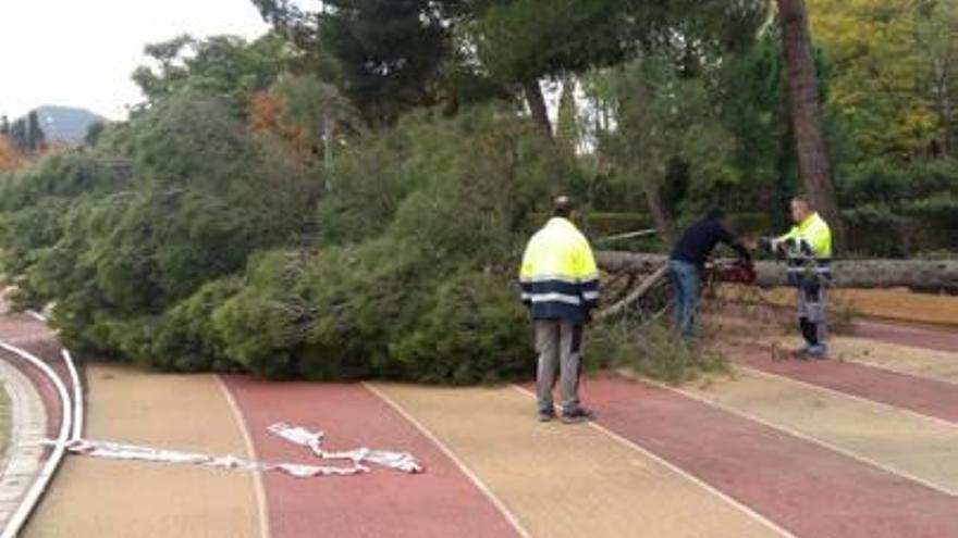 Personal de l&#039;Ajuntament retirant l&#039;arbre caigut a l&#039;estadi