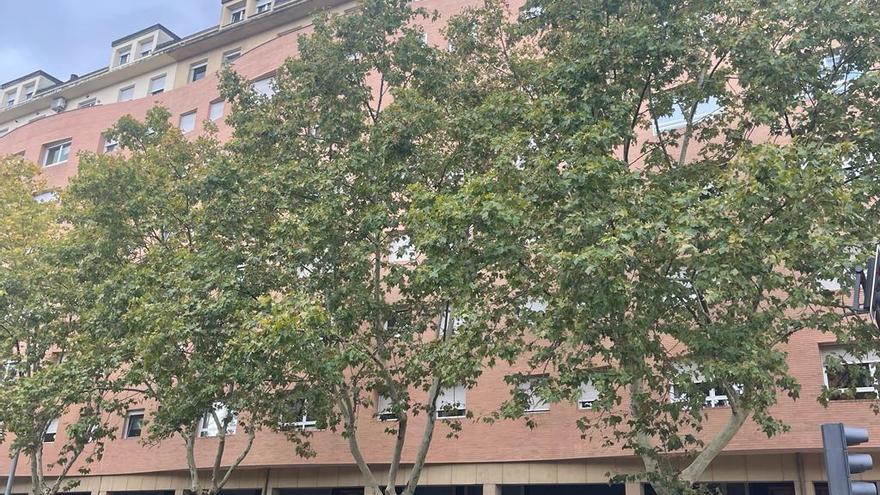 Vecinos de Tres Cruces de Zamora se quejan de que las ramas tapan la luz de las farolas