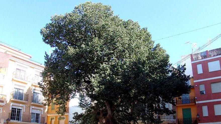 Campaña para asegurar el futuro del mejor árbol de Castellón… y de España