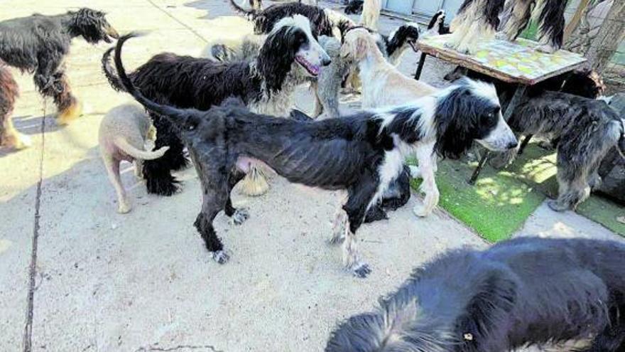 Un criadero ilegal en Tenerife mantenía con malos tratos a 54 perros y 11 gatos