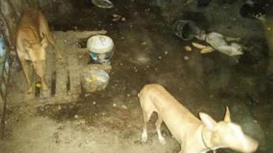 Rescatan a seis perros en estado de abandono en una cueva de Taco