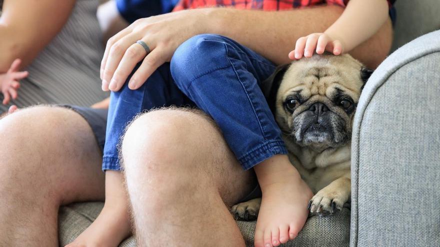 Los veterinarios, ante la entrada en vigor de la Ley de Bienestar Animal: &quot;Habrá problemas en su aplicación&quot;