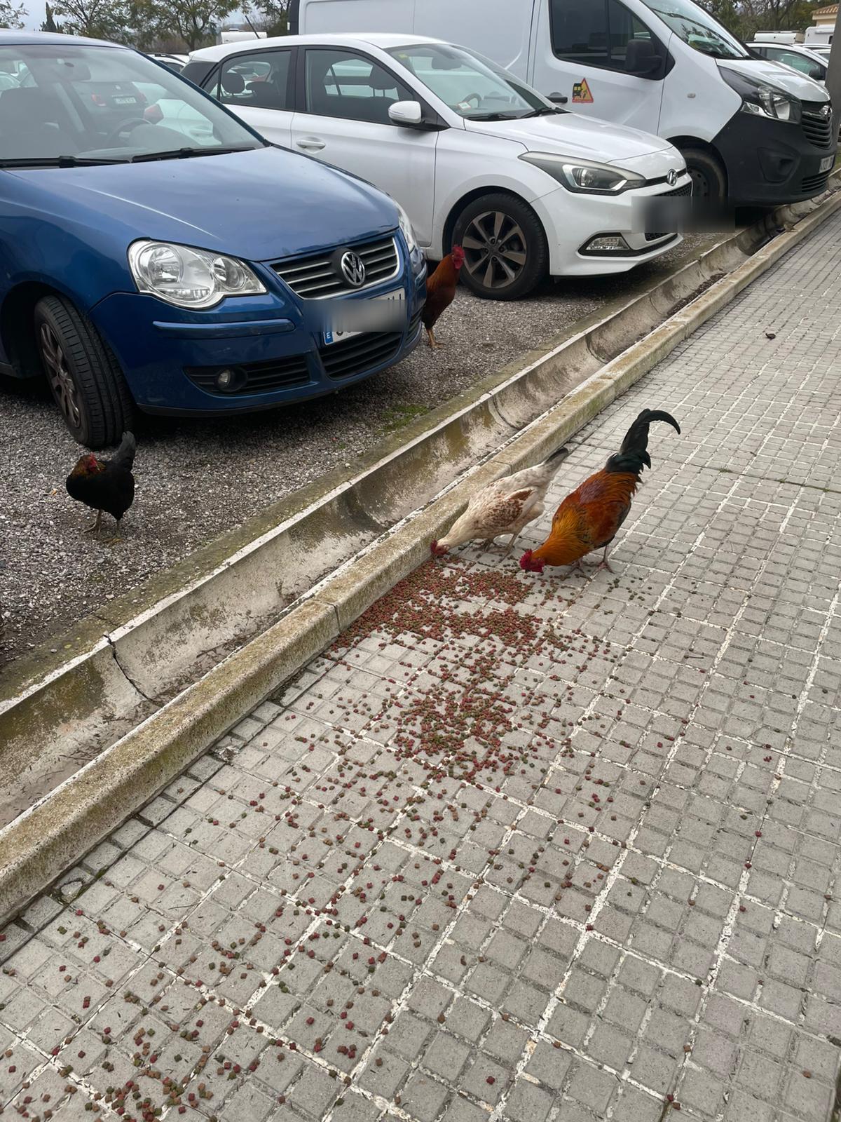 Una plaga de gallinas salvajes se expande en el Secar de la Real