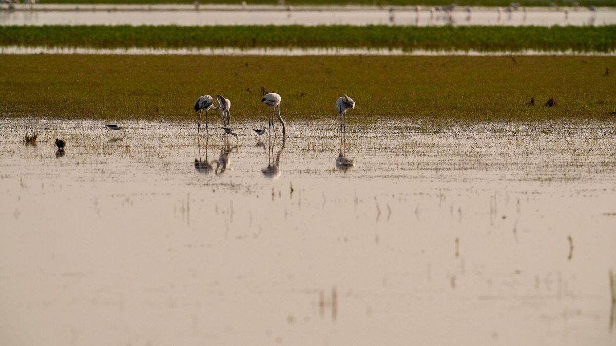 Imágenes de las Marisma del Coto de Doñana, a finales del pasado marzo de 2025 en Hinojos, Huelva.