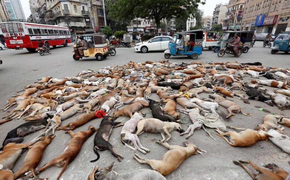 The carcasses of dead dogs are collected after ...