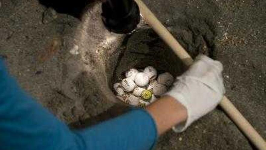 El nido de tortugas bobas que ha sido depositado en el Parque Natural de Cabo de Gata.