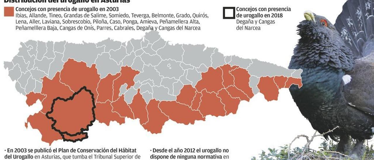 Asturias introducirá urogallos del Pirineo para que no desaparezcan de la Cordillera