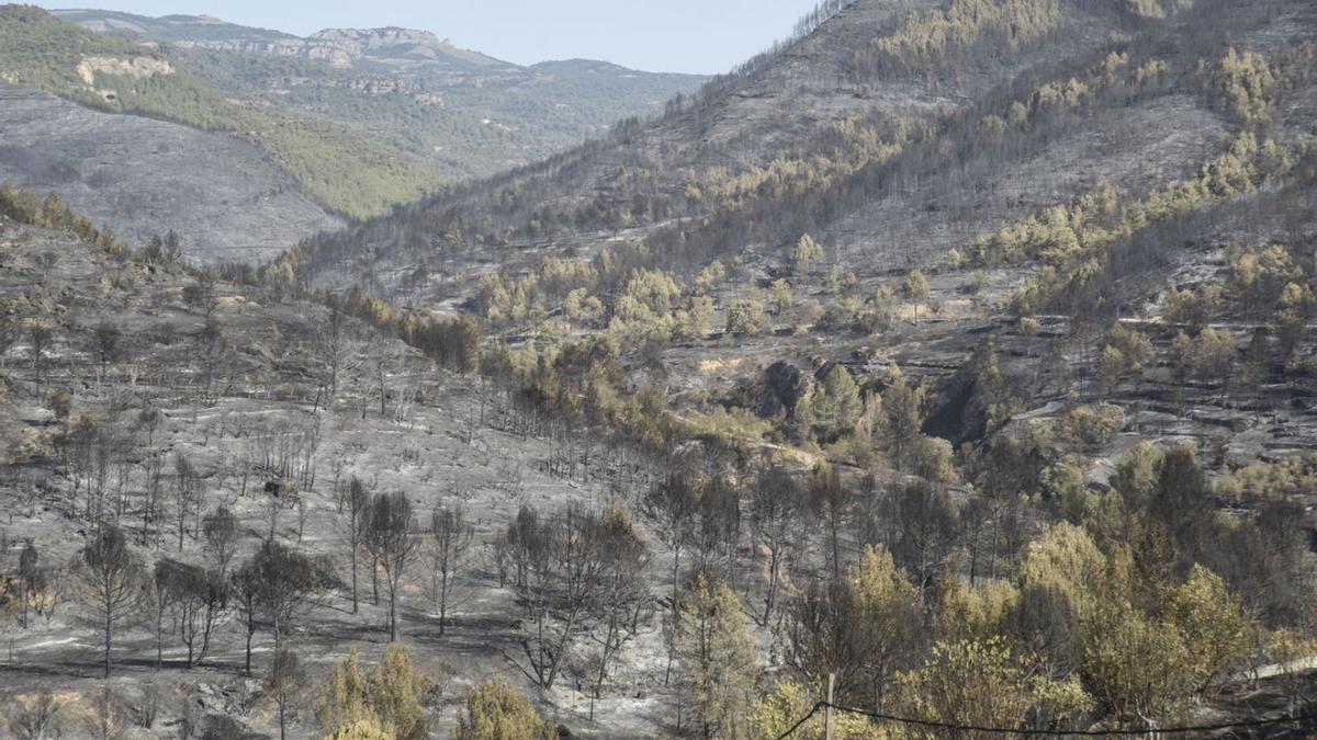 Una de les zones cremades propera al punt d’origen de l’incendi del Pont de Vilomara  | ALEX GUERRERO