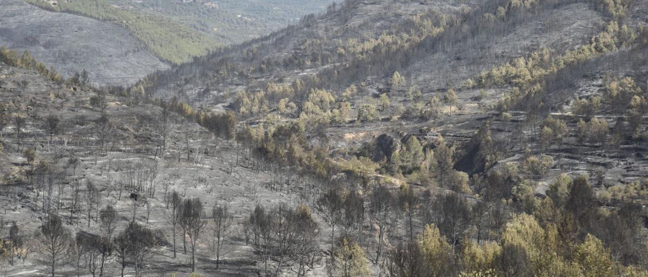 Una de les zones cremades propera al punt d’origen de l’incendi del Pont de Vilomara  | ALEX GUERRERO