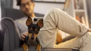 ¿Tienes un perro? Descubre cómo te afecta la nueva Ley de Bienestar Animal