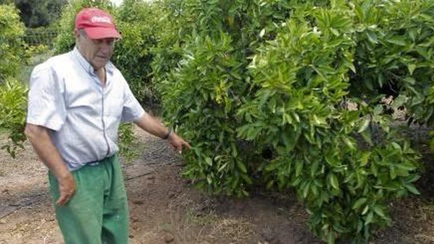 La conselleria insta a un vecino a que capture al jabalí que dañó su cosecha