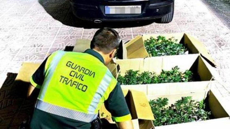 Detenido un zaragozano en Murcia con 500 plantas de marihuana en su coche