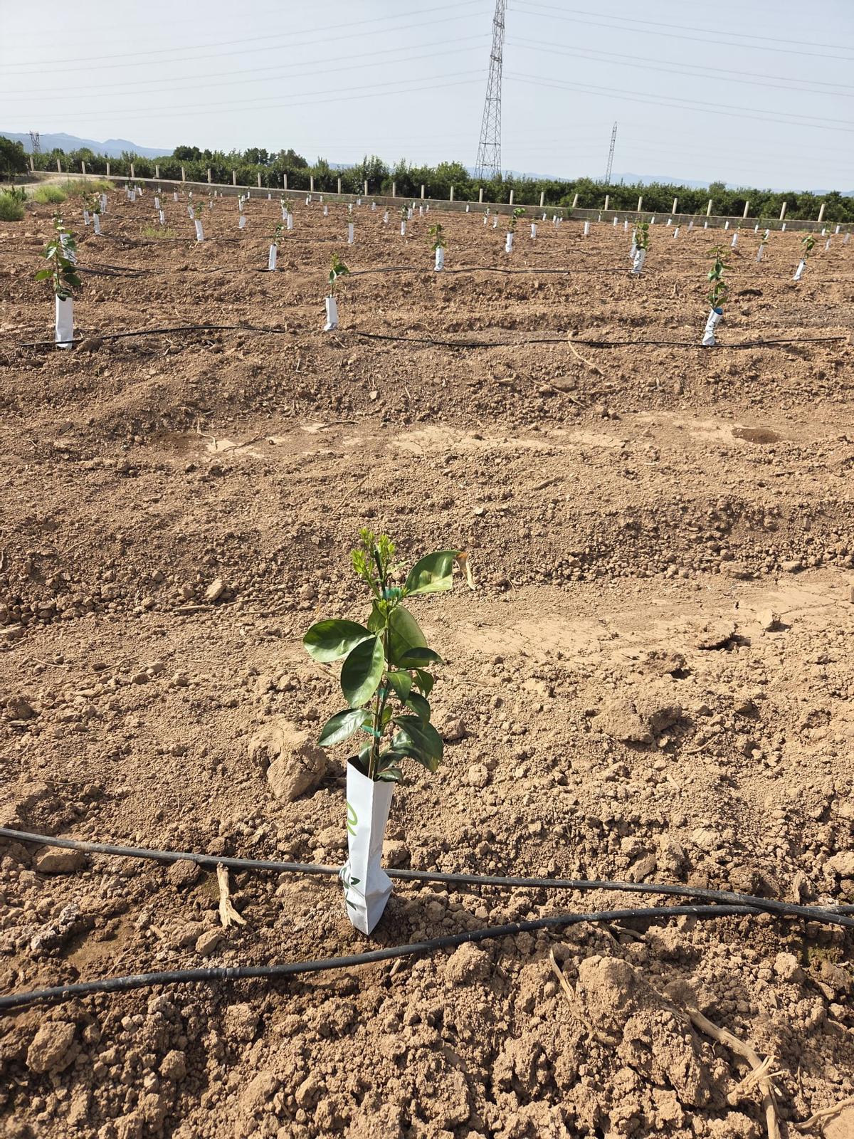 El campo recién plantado, este julio pasado, con navelinos sobre pie Forner Alcaide número 5.