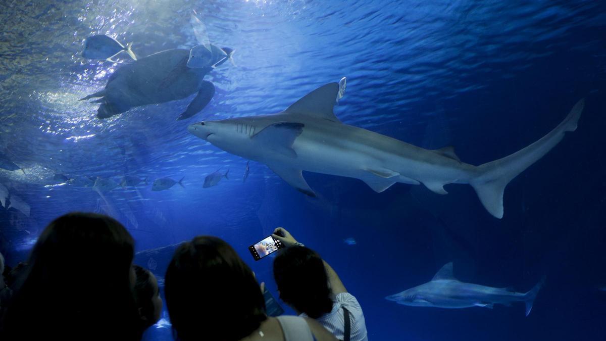 L'Oceanogràfic posa el nom de Ferran Torres a un dels seus taurons grisos