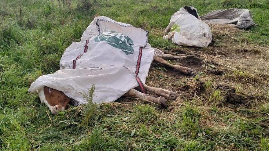 Reses fallecidas en una explotación ganadera de Chantada.