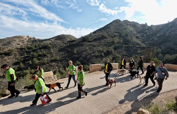 «Running» solidario con perros por l'Alfàs del Pi