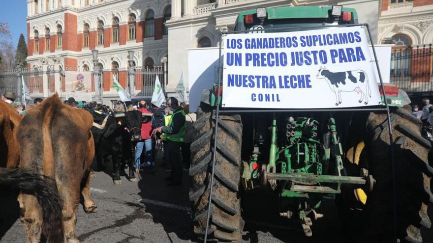 Los ganaderos protestan en Madrid para garantizar “precios justos” por la leche