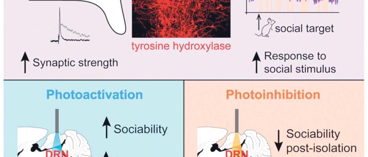 El papel de las neuronas DA (Cell).