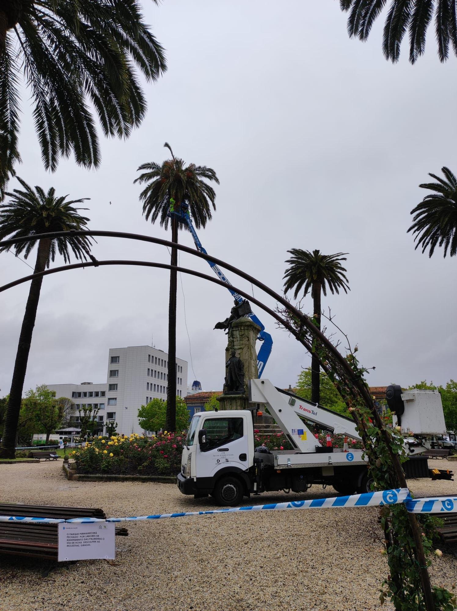 El Concello inicia el tratamiento contra el picudo rojo en las palmeras de Méndez Núñez