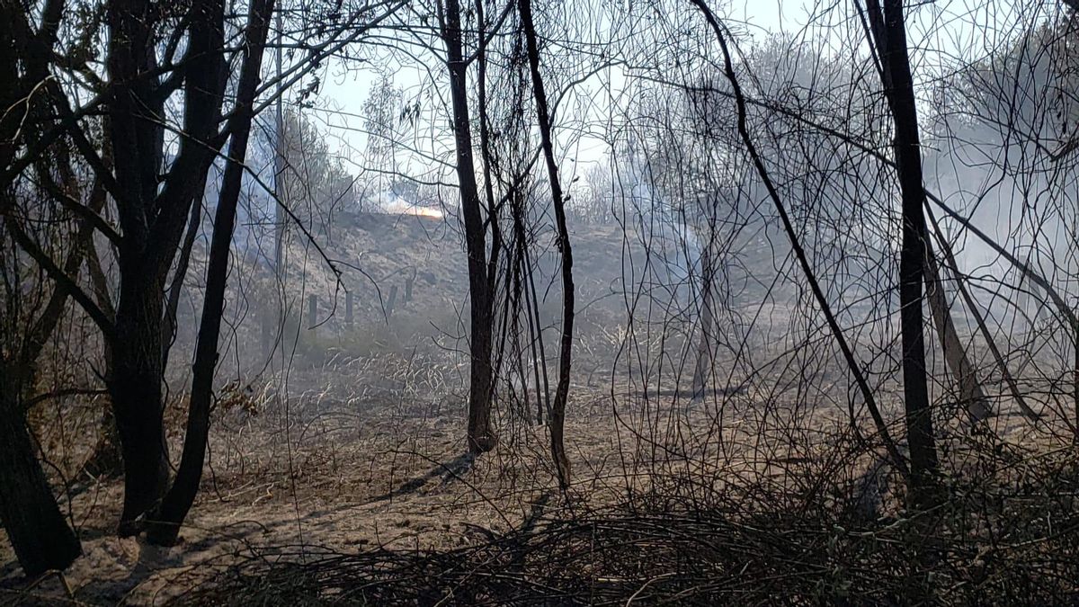 Zona quemada por el incendio