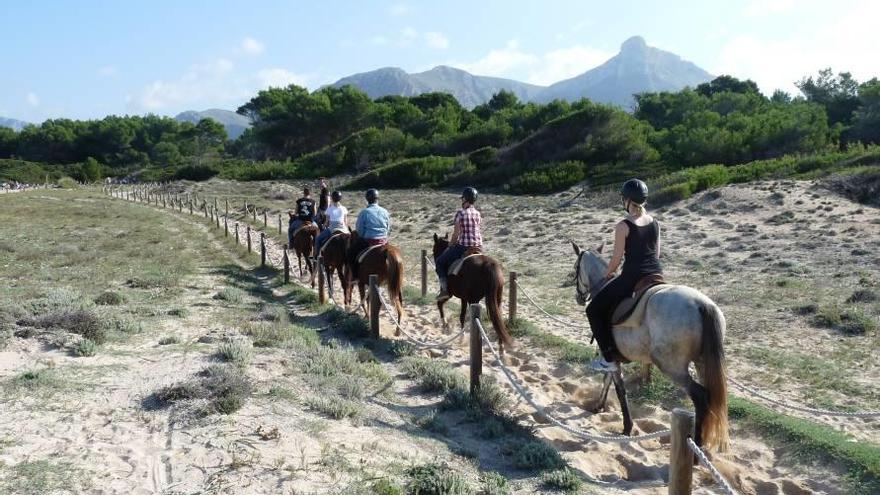 Caballos transitando entre las dunas de Sa Canova.