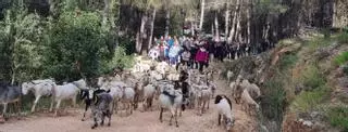 Un exèrcit ramader per a combatre els incendis a la Vall d’Albaida