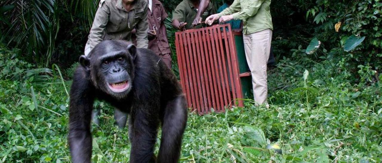 Rebeca Atencia, Jane Goodall y otros empleados del centro, en la suelta de un chimpancé.