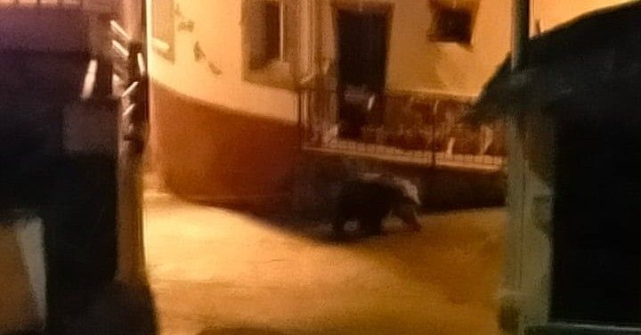 Un oso es grabado andando por las calles de Villarino del Sil.