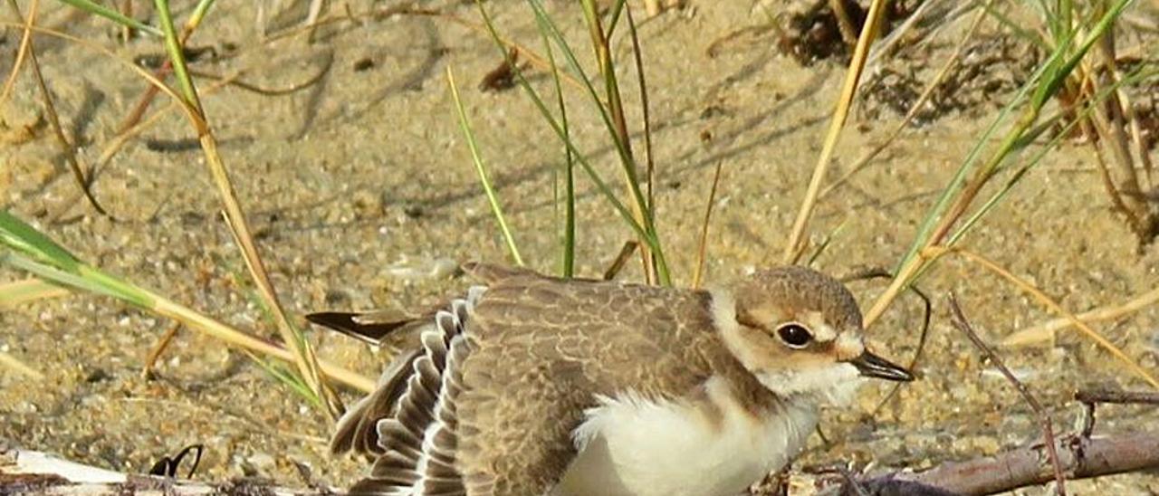 Un pollo de chorlitejo patinegro en el cordón dunar.  | //  SEO BIRDLIFE