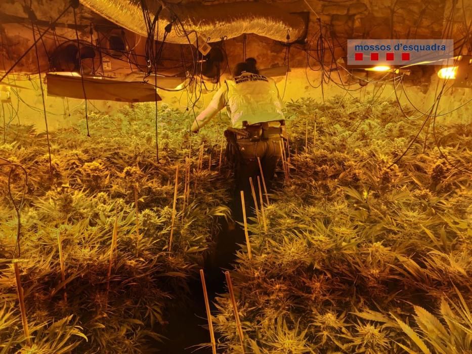 Els Mossos d'Esquadra desmantellant el cultiu de marihuana