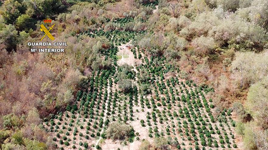 Vista aérea de la plantación de marihuana desmantelada en El Burgo de Ebro.