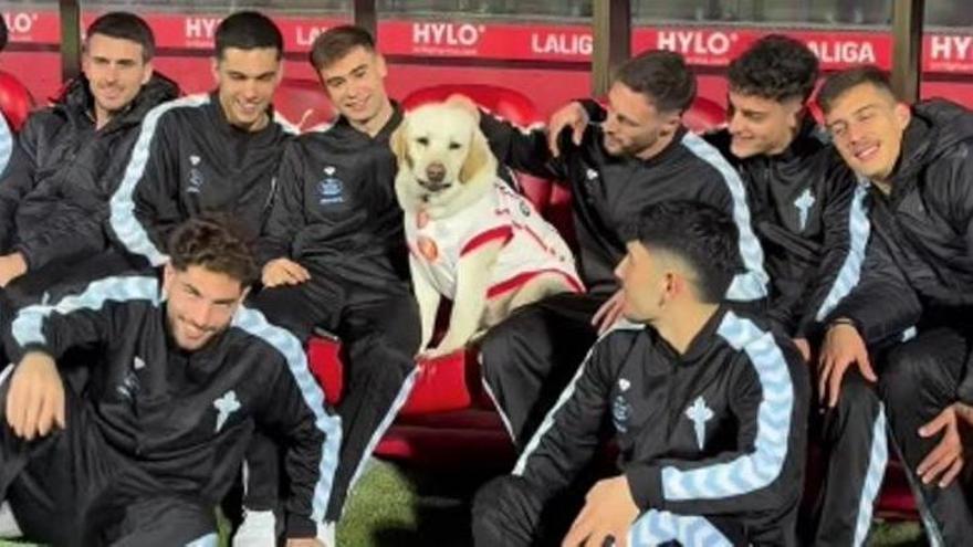 Canya, la perrita del Girona, también ejerce de anfitriona con el Celta a su llegada a Montilivi