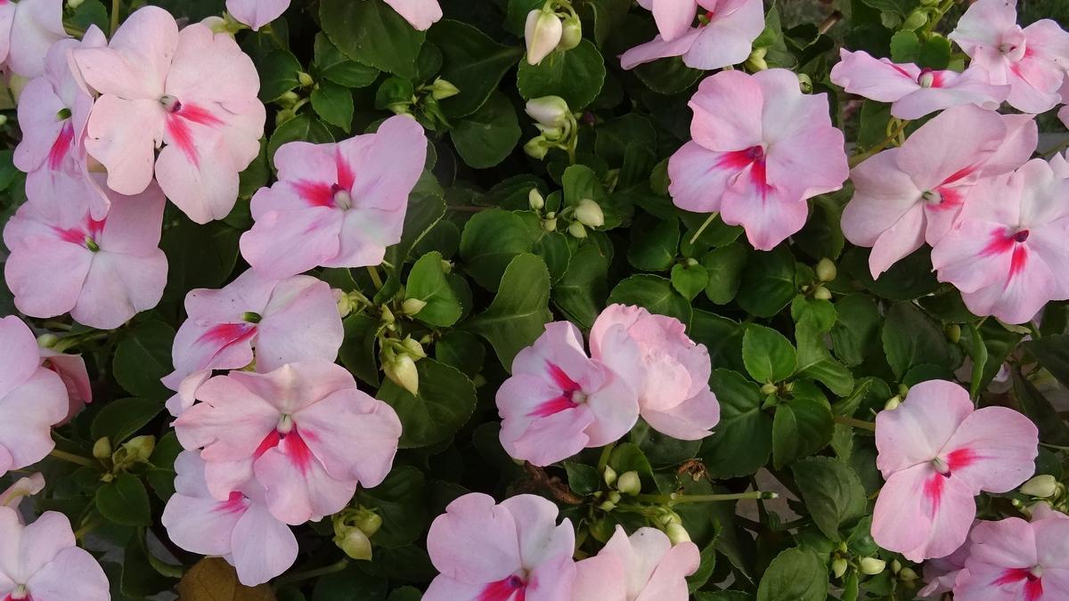 La Alegría es una de las plantas de interior más comunes