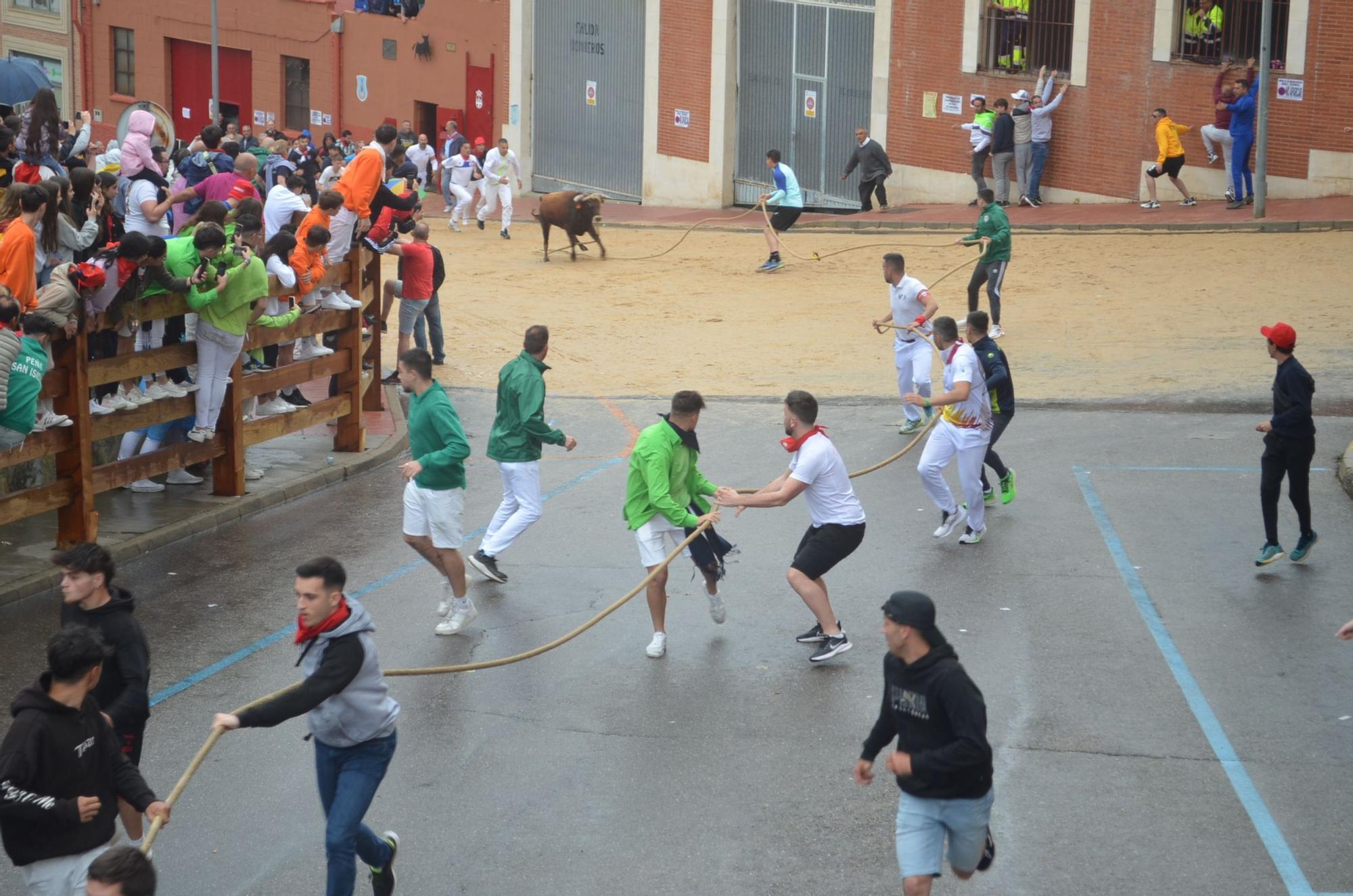 Fiestas del Toro en Benavente: El torito Berrón completa el recorrido en 26 minutos