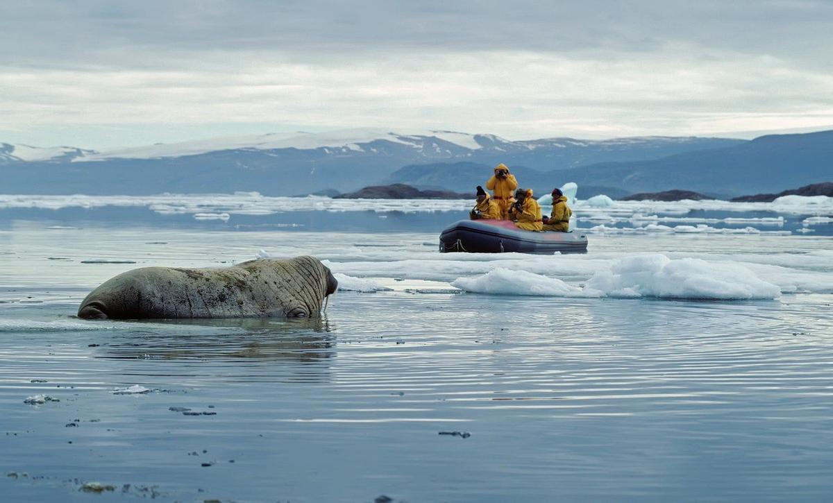 Morsa en Nunavut