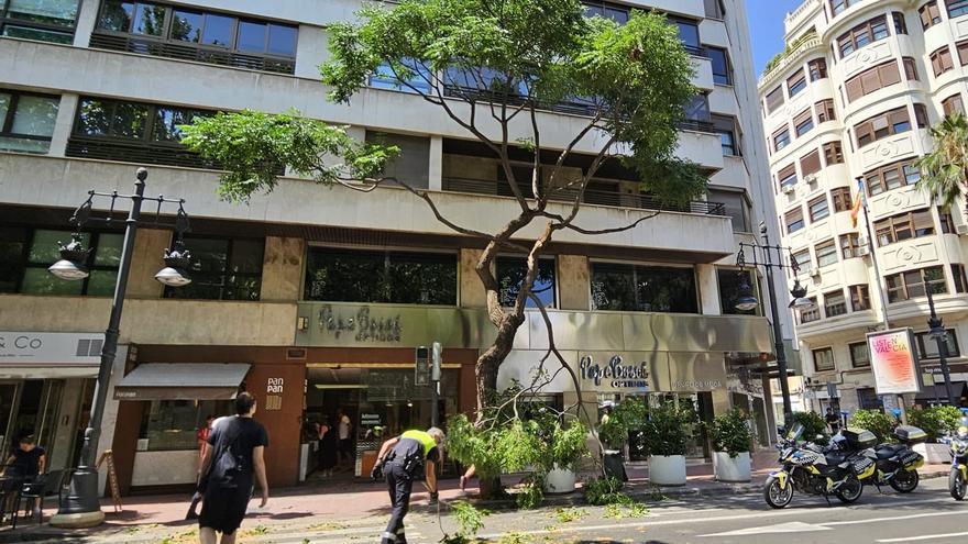 Cae una platanera y derriba otro árbol en Marqués del Túria