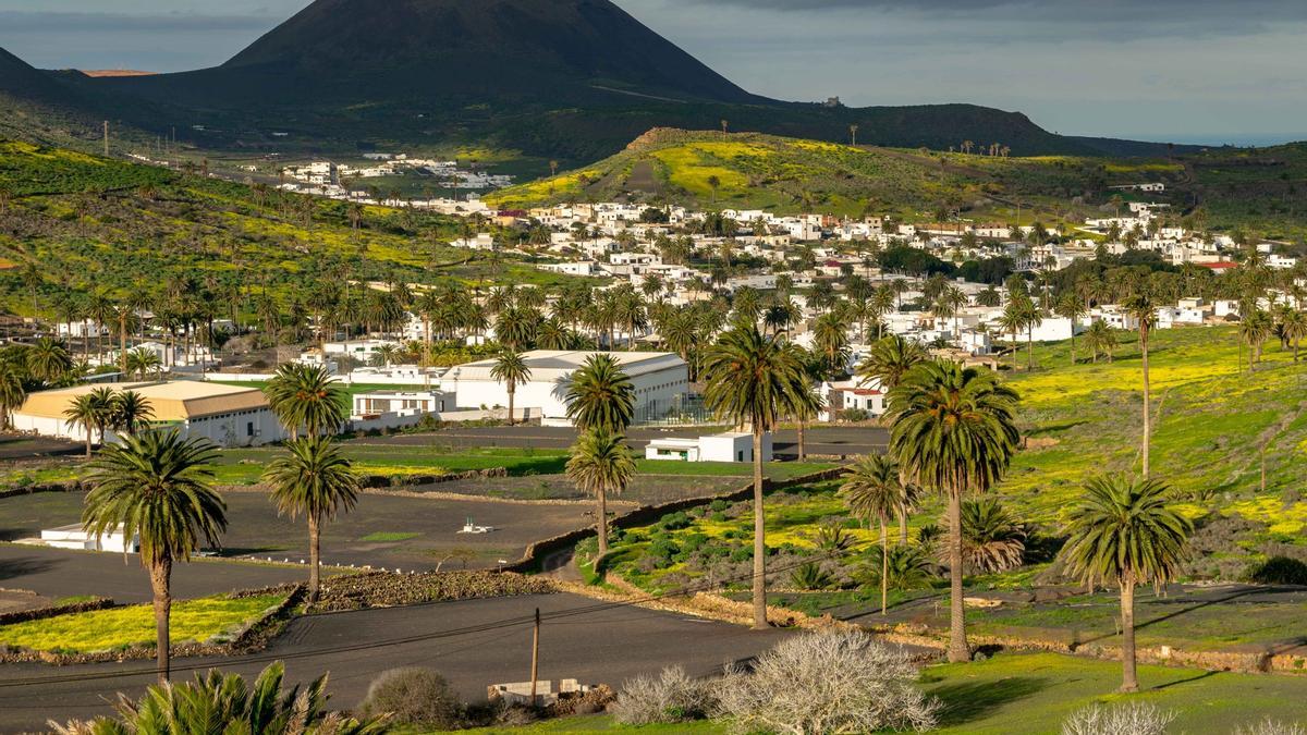 Palmeral en el pueblo de Haría.