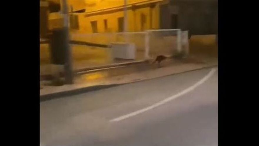 Graban a un canguro saltando por las calles de Murcia