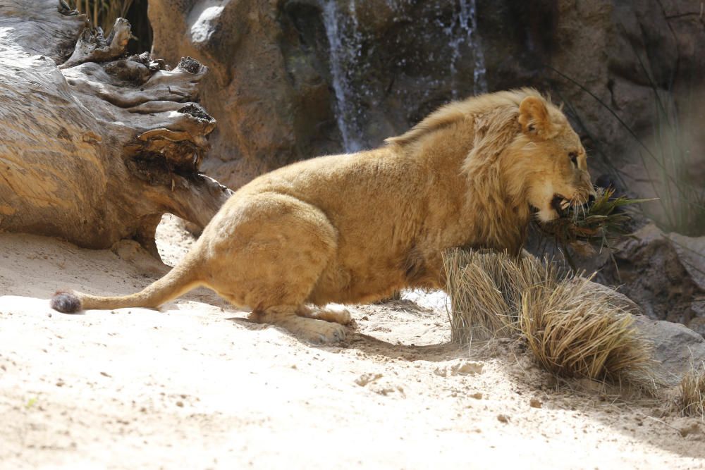 Delia Padrón Inauguración del Lion's Kingdom, la exhibición de los leones africanos, en Loro Parque