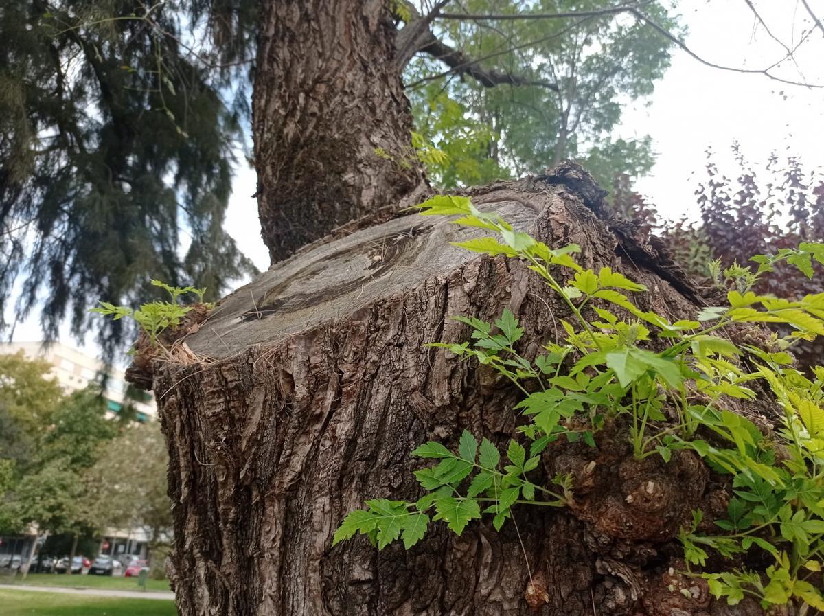 EnArbolando Córdoba pide al Ayuntamiento documentos sobre las podas realizadas en primavera y verano